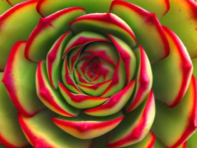20071209140344-cactus1024x768.jpe