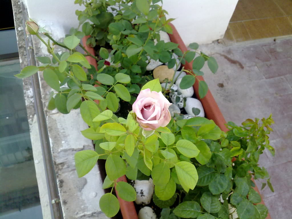 20072010614.jpg