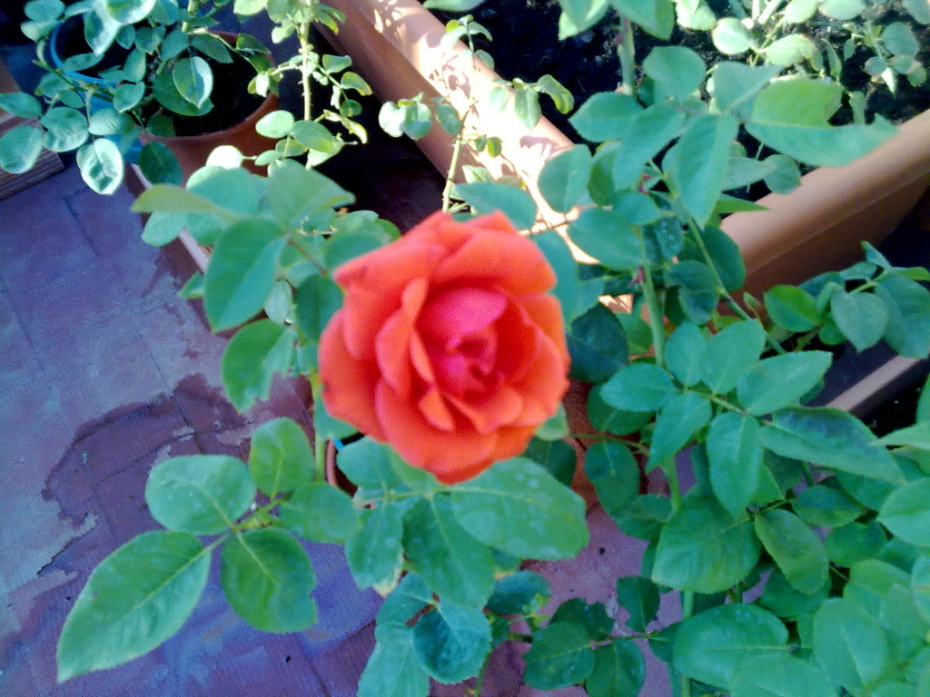 20072010618.jpg