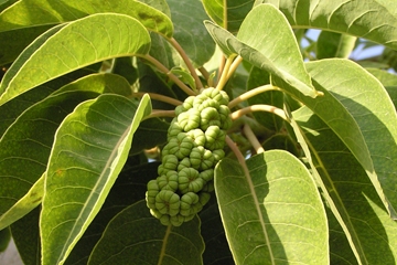 2007521115034Omb%c3%ba-Phytolacca-dioica.jpg