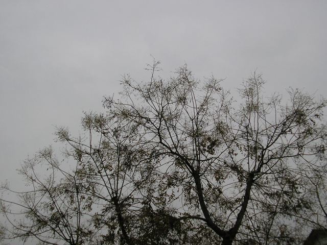 2007_0115romans0023.JPG