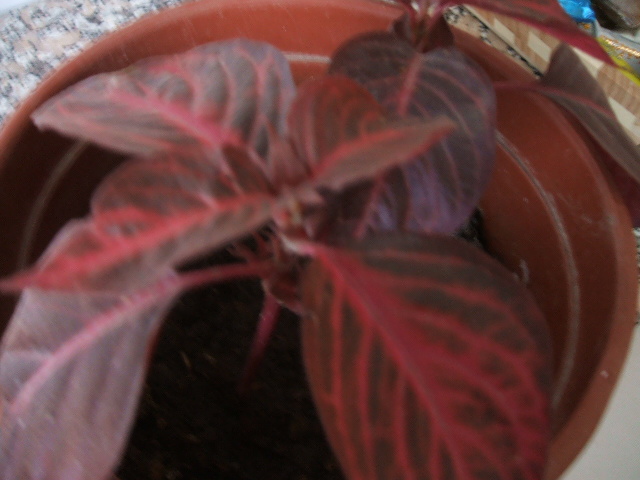 2007_0119Imagen0001.JPG