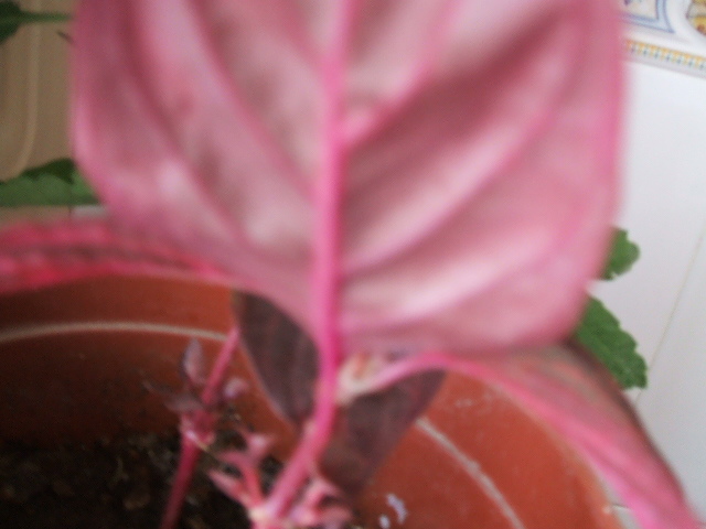 2007_0119Imagen0002.JPG