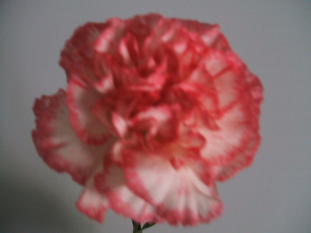 2007_0119Imagen0025.JPG