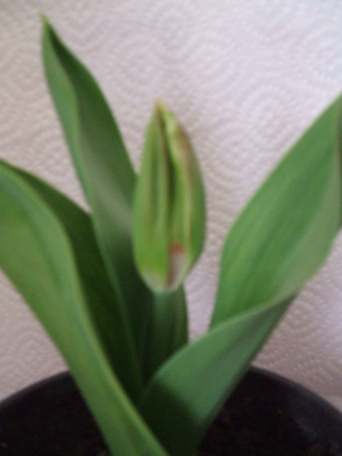 2007_1003patio-plantas0053.JPG
