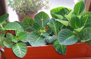 2007_Gloxinia.jpg