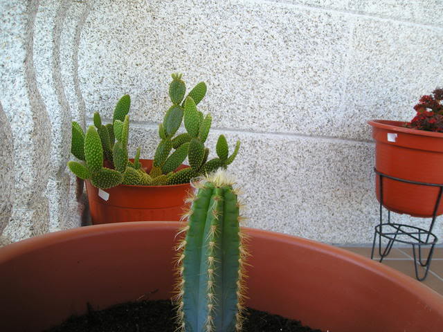2008-06-20Cereusperuvianus1.jpg