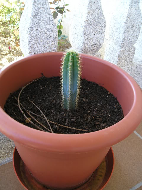 2008-06-20Cereusperuvianus2.jpg