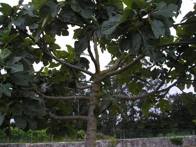 2008-07-08Higuera1.jpg