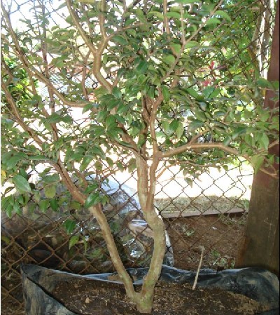 20080204221200jaboticaba.JPG