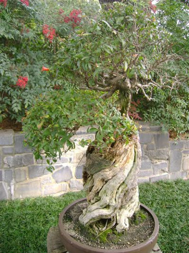 20080223_bonsai-a-thon_2978.jpg