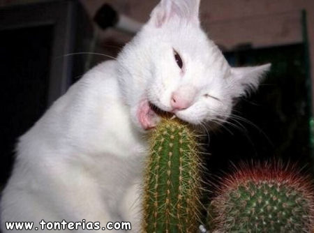 20080307090204_gato-cactus.jpg