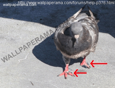 20080330-47858-geon-feet-string.gif