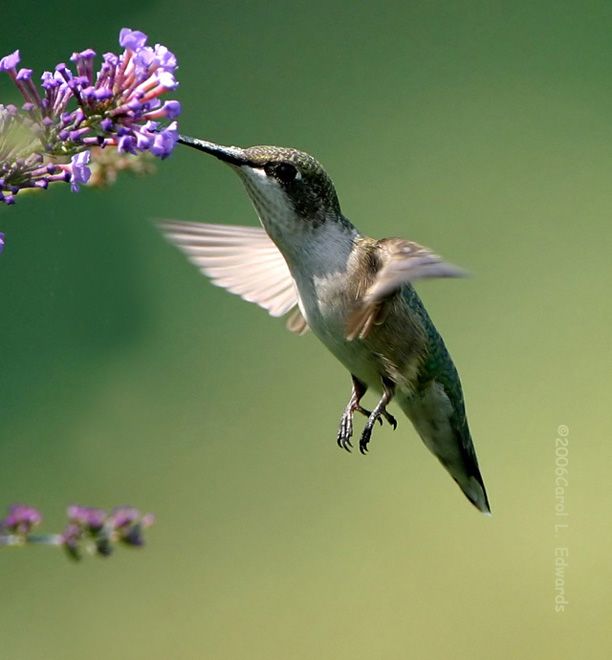 20080414121713-colibri.a.gorge.rubis.caed.7g.jpg