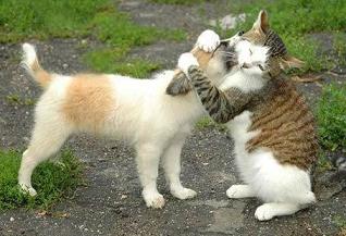 20080608212502-abrazo-gato-perro.jpg
