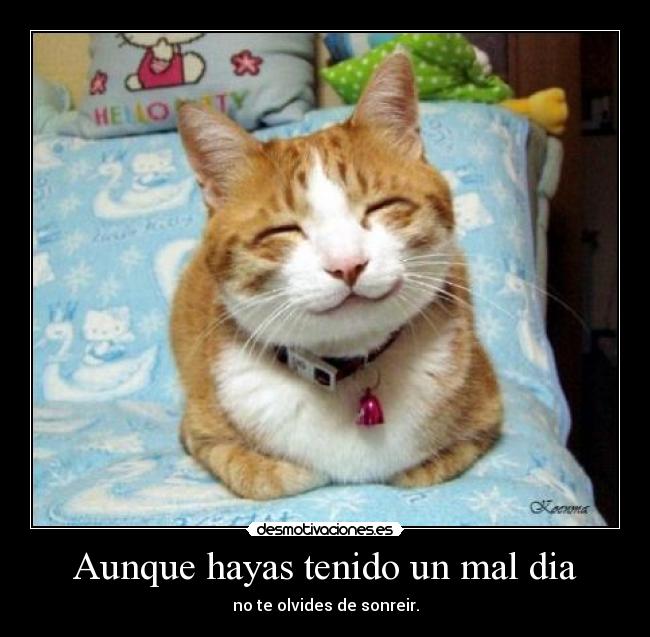 20080621110539_gato_sonrie.jpg