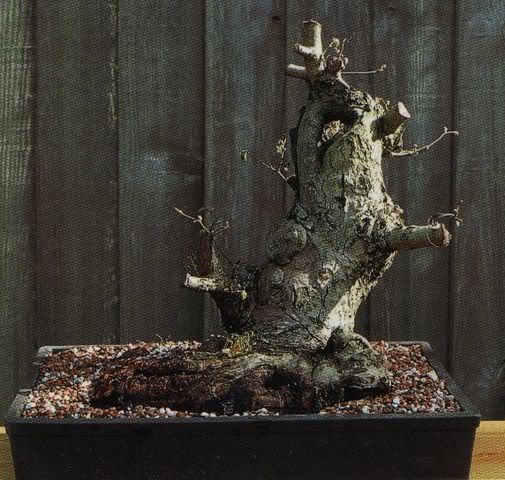 200821720555_olmo2.jpg