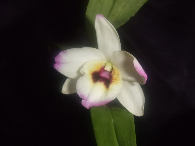 2009-03-11027.jpg