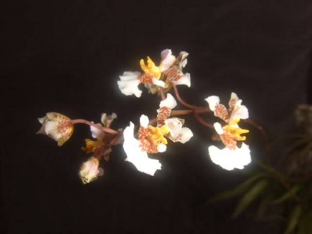 2009-03-15016.jpg