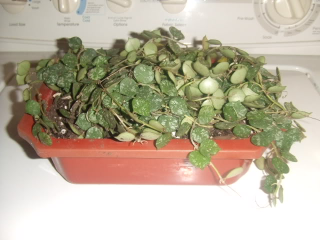 2009-03-26002.jpg