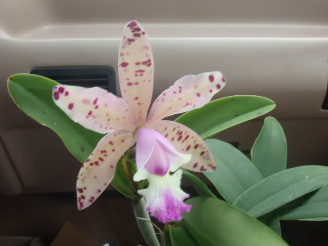 2009-04-05013.jpg