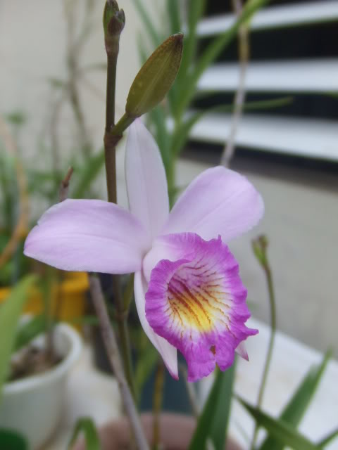 2009-04-27003.jpg