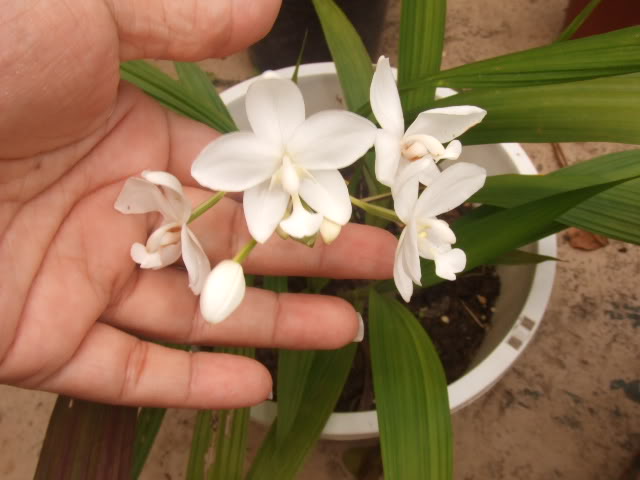 2009-04-27008.jpg