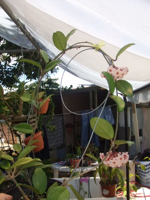 2009-05-05Nilda001.jpg
