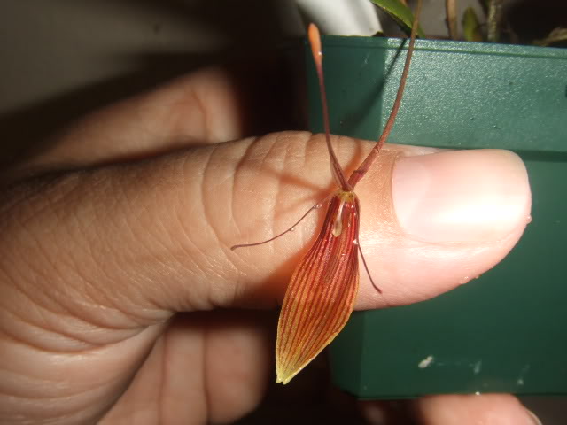 2009-05-13NILDA010.jpg
