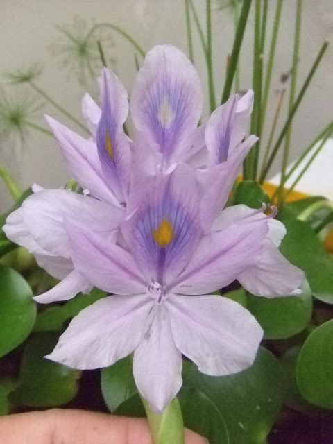 2009-05-26027.jpg