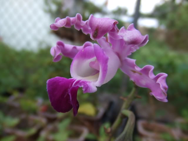 2009-05-27004.jpg