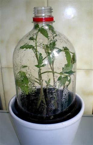 2009-06-04_botella_viu1194086168c.JPG