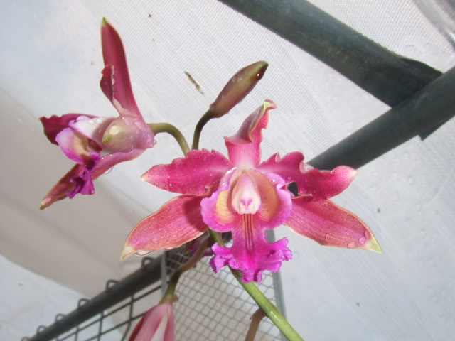 2009-06-04Nilda014.jpg