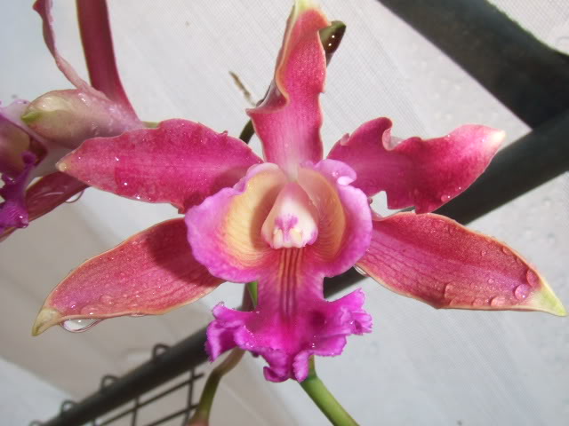 2009-06-04Nilda022.jpg