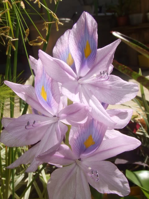 2009-06-11005.jpg