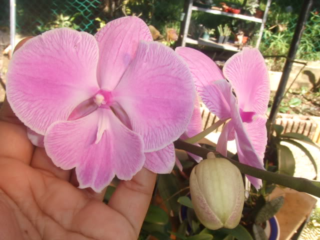 2009-06-16008.jpg