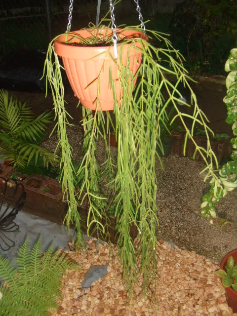 2009-07-21NILDA027.jpg