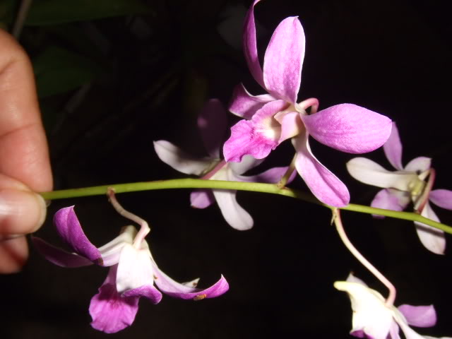 2009-07-28NILDA049.jpg