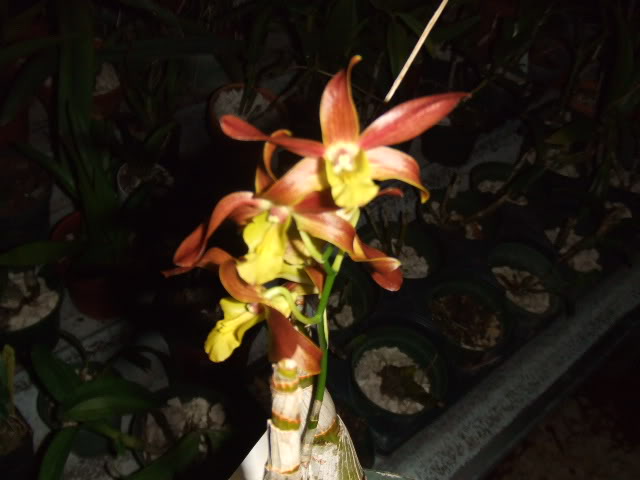 2009-07-28NILDA053.jpg