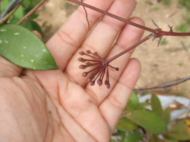 2009-07-31NILDA001.jpg