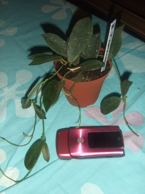 2009-08-31NILDA002.jpg