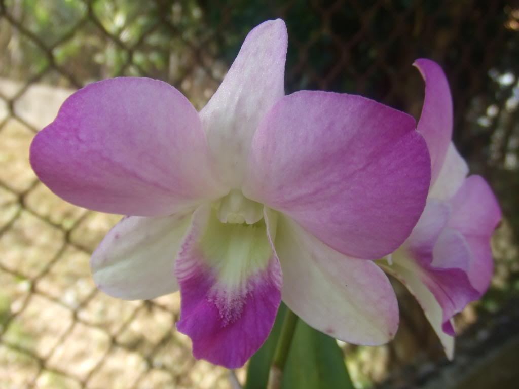 2009-09-01NILDA033.jpg