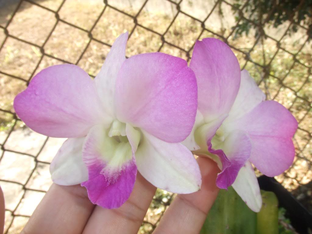 2009-09-01NILDA037.jpg