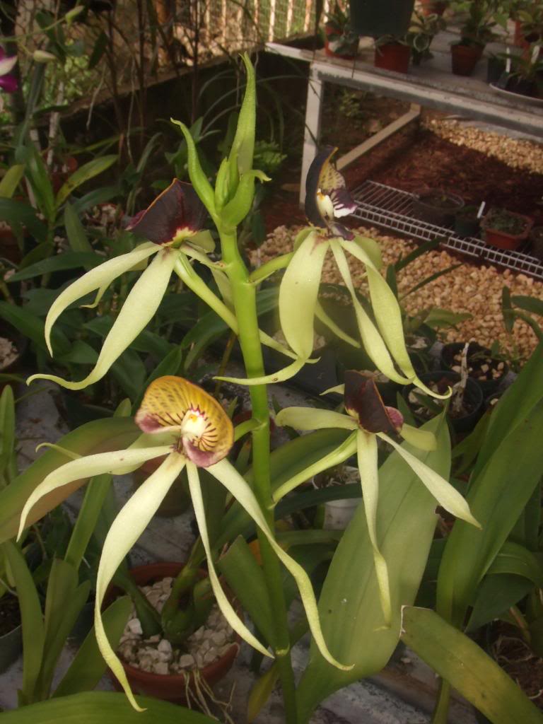 2009-09-01NILDA063.jpg