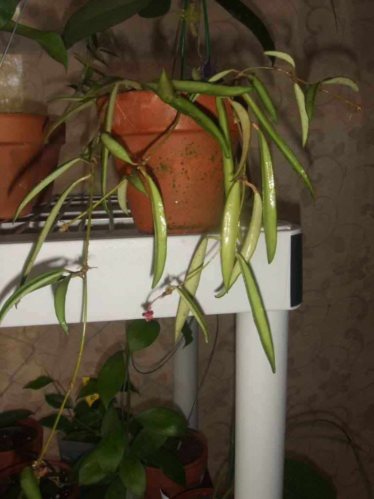 2009-09-03NILDA001.jpg