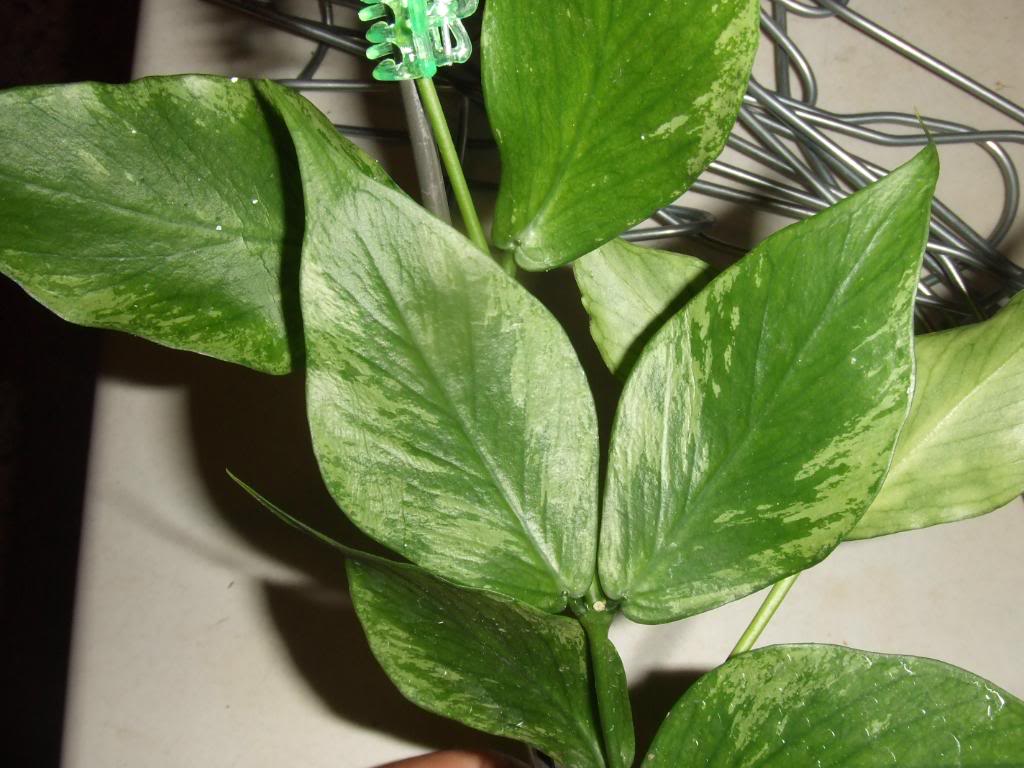 2009-09-03NILDA048.jpg