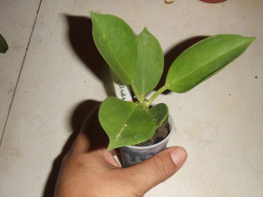 2009-09-03NILDA060.jpg
