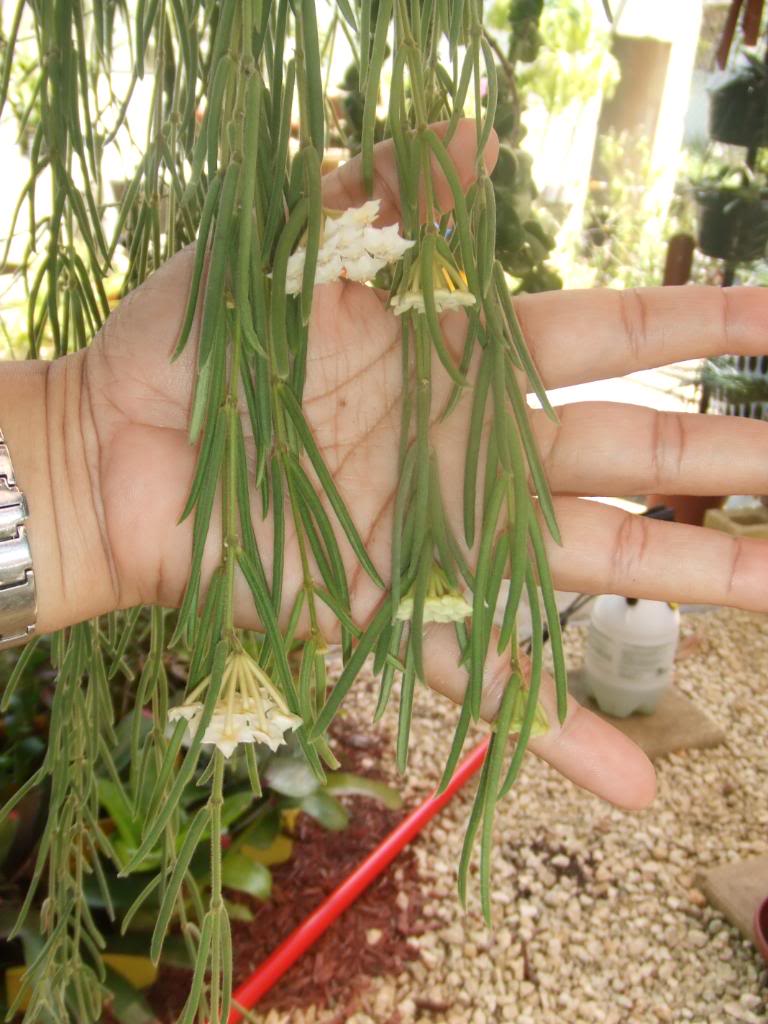 2009-10-01NILDA005.jpg