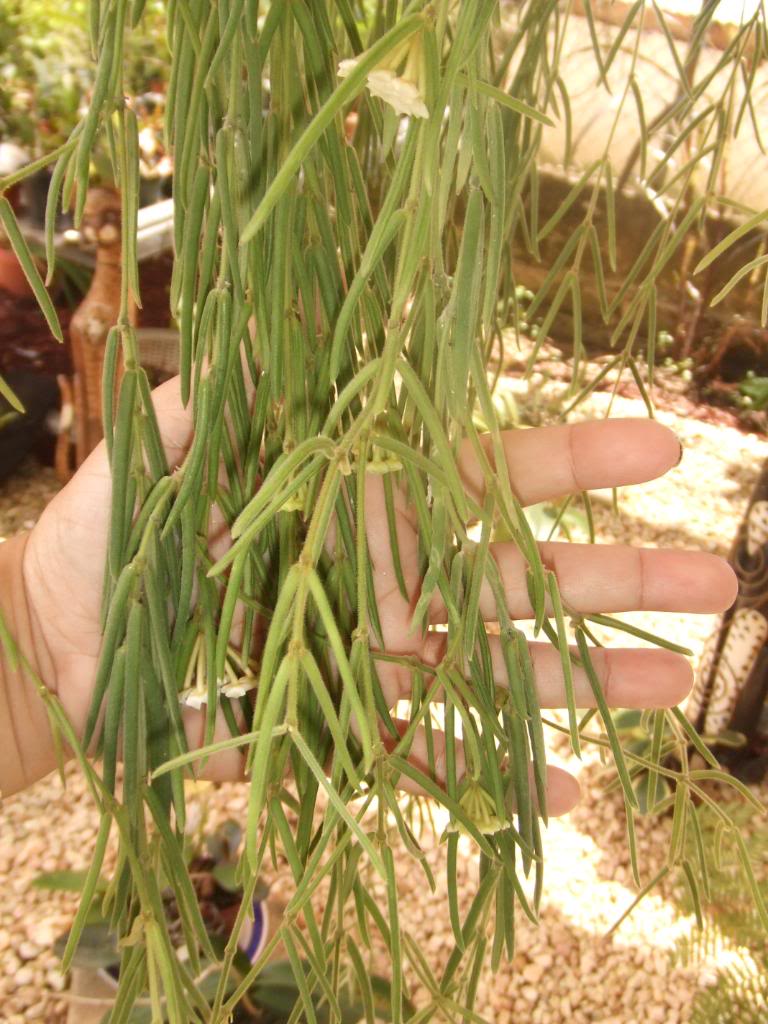 2009-10-01NILDA007.jpg