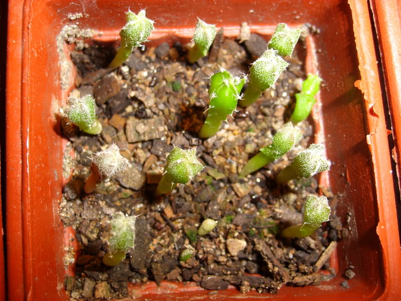 20090404008.jpg
